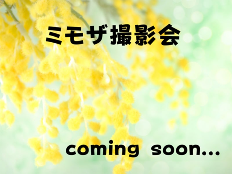 【2/22(土)開催】ミモザ撮影会